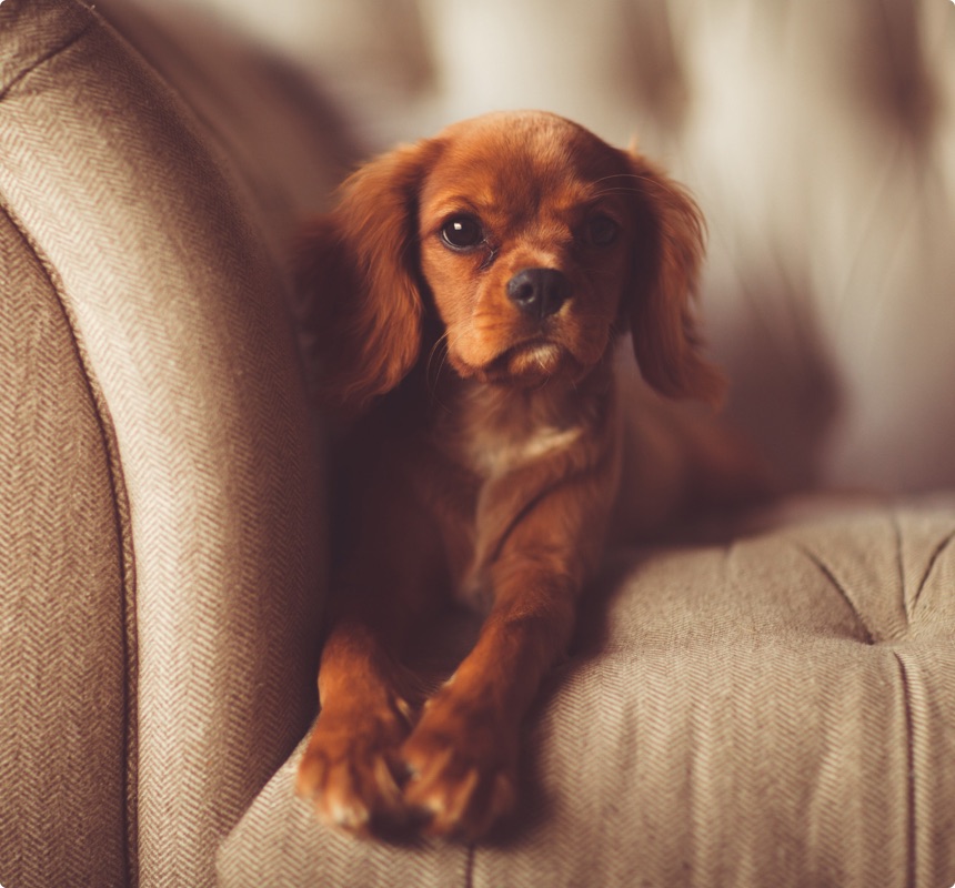 Security Checked & Reliable NZ House Sitters